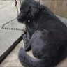 珊野狗狗項圈中大型猛犬專用頸圈可調(diào)節(jié)防脫狗脖圈金毛德牧馬犬狗脖套 XL項圈(建議60-130斤) 軍綠色 項圈 曬單實拍圖