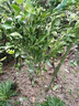 以琛早熟黃巖蜜桔果樹(shù)樹(shù)苗嫁接無(wú)核桔子樹(shù)苗甜橘子果樹(shù)苗當年結果 10年苗當年結果爆滿(mǎn) 曬單實(shí)拍圖