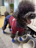 狗狗襪子小型犬泰迪鞋套冬季保暖防水防滑貓咪襪子防抓寵物用品 黑色升級(jí)綁帶款鞋襪(一套四只) S(腳掌長(zhǎng)5寬4建議5-8斤) 曬單實(shí)拍圖