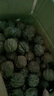 譯優(yōu)農【順豐速運】四川大涼山新鮮核桃去青皮薄皮濕核桃孕婦生核桃 去青皮薄殼核桃5斤【配夾子】 曬單實(shí)拍圖