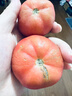 山東壽光普羅旺斯生吃西紅柿新鮮沙瓤自然熟水果番茄粉柿生鮮 沙瓢西紅柿 1g 3斤裝[粉果沙瓤] 曬單實(shí)拍圖