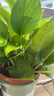 雙盟綠蘿盆栽除甲醛花卉綠植辦公室新房?jì)艋諝?120款10盆源頭直發(fā) 曬單實(shí)拍圖