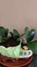 帶盆帶土6年大苗綠植盆栽室內精品花卉君子蘭花苗花卉室內花卉鮮花花卉室內盆景盆栽綠植君子蘭苗素顏 國蘭君子蘭10片以上 曬單實(shí)拍圖