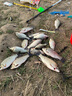 沃鼎夜光漂咬鉤變色高靈敏魚(yú)漂套裝日夜兩用超亮野釣鯽魚(yú)夜釣電子浮漂 WD-10【全能綜合-2號】吃鉛:3.0g 1支【不變色】日夜兩用尾+1電池 曬單實(shí)拍圖