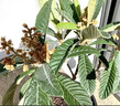 枇杷苗樹(shù)苗特大嫁接早鐘六號大五星枇杷樹(shù)苗可盆栽南方種當年結果 大五星枇杷苗 兩年苗 曬單實(shí)拍圖
