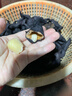 京鮮生湖北洪湖菱角3斤新鮮采摘黑殼老菱角粉糯蓮角源頭直發(fā)包郵 曬單實(shí)拍圖