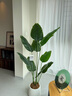 瑯闕仿真綠植假植物天堂鳥仿真花擺件室內(nèi)盆栽大型仿生綠植客廳裝飾樹 1.6米天堂鳥〈+白色圓底花盆〉 曬單實拍圖