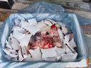 愚港 鱷魚(yú)整只整條 活物活體現(xiàn)殺整條順豐發(fā)貨合法養(yǎng)殖 鱷魚(yú)生鮮肉 整只約 30斤 曬單實(shí)拍圖