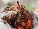 京鮮生（mr seafood） 【活鮮】鮮活小龍蝦 1000g 8錢(qián)-1兩/只 13-15個(gè)/斤 特級大蝦 曬單實(shí)拍圖