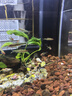 一眉道人魚(yú)小型燈科魚(yú)淡水草缸群游好養易活南美熱帶觀(guān)賞魚(yú)活體 精品一眉道人4-5cm【5條】 曬單實(shí)拍圖