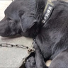 珊野狗狗項圈中大型猛犬專用頸圈可調(diào)節(jié)防脫狗脖圈金毛德牧馬犬狗脖套 XL項圈(建議60-130斤) 軍綠色 項圈 曬單實拍圖