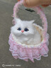 亦趣會(huì )叫仿真提籃貓咪毛絨玩具籃子貓玩偶花籃貓女孩兒童生日禮物 提籃粉色蕾絲白貓帶叫聲 曬單實(shí)拍圖