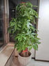 臨雅[同城2小時(shí)達]開(kāi)業(yè)送禮特級發(fā)財樹(shù)天堂鳥(niǎo)綠植大盆栽花卉喬遷植物 【2小時(shí)達】步步高發(fā)財樹(shù)1.6-1.8米【福字盆】 曬單實(shí)拍圖