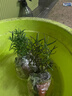 新鮮迷迭香苗盆栽可食用牛排用香草百里香室內陽(yáng)臺提神驅蚊植物 迷迭香原土原盆2盆 曬單實(shí)拍圖