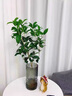 水培四季桂花樹苗陽臺盆栽室內(nèi)水養(yǎng)濃香型花卉室內(nèi)辦公桌好養(yǎng)植物 桂花單發(fā)植物30-40厘米+吊牌 曬單實(shí)拍圖