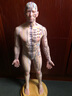 宋天圣中醫針灸穴位人體模型可扎針全身硅膠銅人十二經(jīng)絡(luò )圖真人形小皮人 【升級款】55cm- 256穴 簡(jiǎn)易骨架 男版 曬單實(shí)拍圖