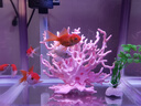 異景園 仿真珊瑚礁石魚缸造景假山貝殼假珊瑚魚缸裝飾水族箱海水缸擺件 粉色鐵樹 曬單實(shí)拍圖