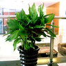 御春閣 原盆原土發(fā)貨萬(wàn)年青 綠巨人盆栽 室內客廳大型盆景植物 綠植花卉 65-75厘米高 10棵 曬單實(shí)拍圖
