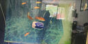 百綸木千草金魚觀賞魚冷水魚不加溫新手好養(yǎng)純種鳳尾大紅草魚苗 3-5cm草金魚20條 送魚糧 曬單實(shí)拍圖