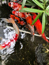 高夠力（HIKARI）日本進(jìn)口櫻花錦鯉魚(yú)飼料蝴蝶鯉魚(yú)食金魚(yú)蘭壽高蛋白魚(yú)糧 2kg色揚 M中粒5mm（上浮料） 曬單實(shí)拍圖