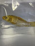 金魚(yú)活體觀(guān)賞魚(yú)錦鯉草金魚(yú)冷水魚(yú)黑金錦鯉黃金錦鯉白金錦鯉淡水魚(yú) 6-8cm黑+白+黃+紅各1條共4條 曬單實(shí)拍圖