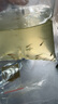 孔雀小魚(yú)活體觀(guān)賞魚(yú)耐活好養冷熱水健康暑期寶寶新手懶人推薦優(yōu)質(zhì) 孔雀魚(yú)小魚(yú)20條加6條送專(zhuān)用飼料 曬單實(shí)拍圖