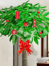 愛(ài)優(yōu)尚發(fā)財樹(shù)大型植物綠植開(kāi)業(yè)喬遷客廳辦公室內好養大型花卉源頭直發(fā) 曬單實(shí)拍圖
