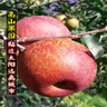 甜果源 大涼山丑蘋(píng)果 冰糖心蘋(píng)果四川應季水果食果禮品禮盒新鮮水果包郵 凈重8.5-9斤【超值實(shí)惠】 小果【單果65-70mm】 曬單實(shí)拍圖