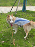 拉夫威爾思韋伯狗狗涼涼衣ruffwear夏季防暑降溫中型犬戶外寵物衣服 香水草紫 M 適合胸圍 69-81cm 曬單實(shí)拍圖