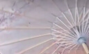 坤隨中國風(fēng)印花吊頂裝飾傘走秀舞蹈旗袍表演道具古風(fēng)工藝傘綢布傘 【人間煙火】油紙傘1把+傘袋*1 曬單實(shí)拍圖