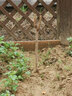 磊運無(wú)核柿子樹(shù)苗 嫁接果樹(shù)苗庭院陽(yáng)臺種植南方北方種植當年結果 5年苗(備注品種) 81cm(含)-110cm(含) 曬單實(shí)拍圖