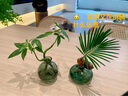 小潔匠選水培植物鐵樹(shù)小盆栽辦公室內桌面好養易活綠植盆景一帆風(fēng)順 鐵樹(shù)寶寶-扁舟瓶 含盆 曬單實(shí)拍圖