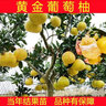 春枝韻臺灣黃金葡萄柚樹(shù)苗南方北方庭院種植地栽盆栽柚子樹(shù)苗嫁接果樹(shù)苗 10年大苗豐產(chǎn)苗 曬單實(shí)拍圖
