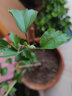 曼杉園（manshanyuan）小木槿盆栽薄荷冰當(dāng)年開(kāi)花紫玉藍(lán)莓冰沙木槿花樹(shù)苗耐寒熱植物大花 紫玉大花木槿 中苗40-80cm原盆發(fā)貨 曬單實(shí)拍圖