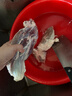 哈里森 牛肉罐頭金標原味肉含量97.5% 白俄羅斯進(jìn)口即食牛肉熟食338g 曬單實(shí)拍圖