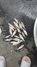 花鰱魚(yú)苗淡水養殖食用活體大尺寸可食用觀(guān)賞冷水魚(yú)鰱魚(yú)四大家魚(yú)胖頭小魚(yú)苗鰱鳙特大大頭魚(yú)苗批發(fā) 120條10-13厘米花鰱魚(yú)苗[加10%防損】 曬單實(shí)拍圖