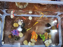 天使觀賞魚熱帶淡水觀賞魚群游不褪色七彩神仙魚斑馬孔雀魚可混養(yǎng) 天使魚10條含2條備損 曬單實(shí)拍圖