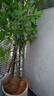 臨雅南天竹仿真綠植室內大型盆栽高端輕奢假花樹(shù)客廳仿生植物落地擺件 2.1米丨五桿南天竹+白圓柱盆 曬單實(shí)拍圖