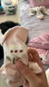 棉奇熊寶寶襪子嬰兒春秋純棉中筒襪新生兒0-6月秋冬無(wú)骨襪兒童棉襪4雙裝 郁金香【秋季純棉襪】 4雙 1-3歲 -建議腳長(cháng)11-13CM 曬單實(shí)拍圖