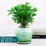 景郁春 JIRYUCUR竹柏水培植物驅蚊竹室內水養綠卉竹柏綠色青瓷盆+竹柏源頭直發(fā) 曬單實(shí)拍圖