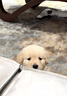 寵邁鑫純種金毛幼犬沙灘金大骨架淺色金毛活物雙血統高智商導盲犬寵物狗 血統級 金毛 公 曬單實(shí)拍圖