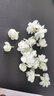 【雅之典】虎頭茉莉花盆栽室內(nèi)花卉雙色茉莉觀花植物綠植重瓣筆尖茉莉四季開花帶花苞 虎頭茉莉 不含盆 曬單實(shí)拍圖