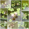 地藝根塊大睡蓮池塘睡蓮魚(yú)缸庭院七彩睡蓮帶花苞四季盆栽水養(yǎng) 大睡蓮【十個(gè)裝】帶芽 +種植方法 混色裝 曬單實(shí)拍圖