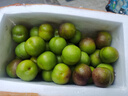 四川屏山半邊紅脫骨脆李自家青脆茵紅李蜂蜜李帶箱10斤 脫骨脆李(半邊紅)30g-36g 10斤（帶箱） 曬單實(shí)拍圖