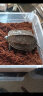 萌龟饲家中华黑腹金线 情侣一对草龟小乌龟活体水陆观赏中华草龟墨龟活物 5-6厘米好养 1只单身龟 实拍图