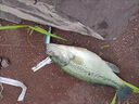 SHIMANO日本進(jìn)口超柔軟釣魚(yú)線(xiàn)線(xiàn)主線(xiàn)線(xiàn)子線(xiàn)線(xiàn)拉力尼龍線(xiàn)線(xiàn)不打卷臺釣路亞 【2盤(pán)裝】102米透明子線(xiàn) 線(xiàn)(老客戶(hù)都說(shuō)：綁鉤子 0.4號 曬單實(shí)拍圖
