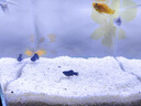 瘋狂石頭寄居蟹專用沙新菲律賓沙墊材魚缸造景沙子白細(xì)貝殼沙天然飼養(yǎng)底砂 寄居蟹專用沙【2斤】顆粒：2-6mm左右 曬單實(shí)拍圖