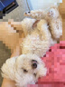 純皓359元風(fēng)凍狗糧中小型犬糧風(fēng)干凍干比熊柯基全犬期營養(yǎng)肉糧 全價風(fēng)凍中小型犬糧10kg 曬單實拍圖
