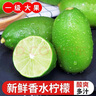 儲褚云南無籽青檸檬現(xiàn)摘新鮮水果 奶茶店檸檬茶專用小青檸香水檸檬 3斤精選（約12-18個） 曬單實拍圖