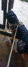 ISPET狗狗雨衣中大型犬宠物雨衣柴犬金毛拉布拉多柯基萨摩耶雨披 蓝色 2XL 实拍图